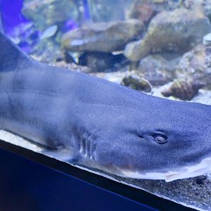 Banded Houndshark (Triakis scyllium)