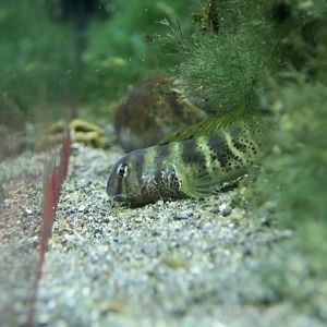 Elegant Blenny (Omobranchus elegans)