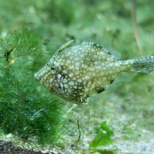 Whitespotted Pygmy Filefish (Rudarius ercodes)