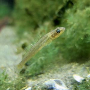 Nikuhaze (Gymnogobius heptacanthus), a goby