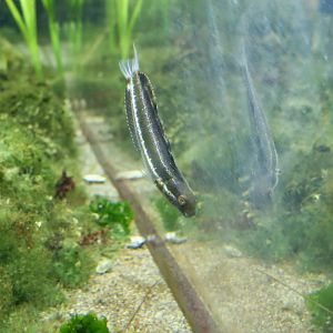 Striped Poison-Fang Blenny Mimic (Petroscirtes breviceps)