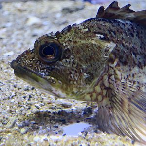 Sea Ruffe (Sebastiscus marmoratus)