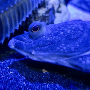 Starry Flounder (Platichthys stellatus)