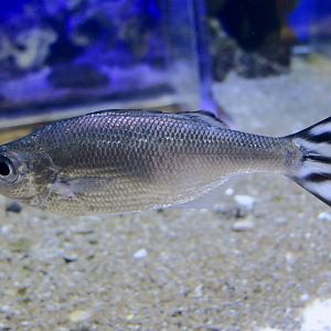 Barred Flagtail (Kuhlia mugil)