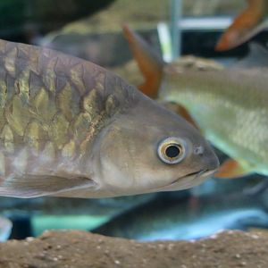 Thai Mahseer (Tor tambroides)