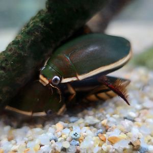Chinese Diving Beetle (Cybister chinensis)