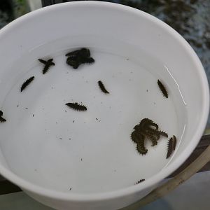 Heike-Botaru Firefly (Aquatica lateralis) larvae