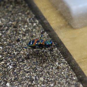 Japanese Tiger Beetle (Cicindela chinensis japonica)