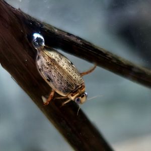 Gray Erete (Eretes griseus), a diving beetle
