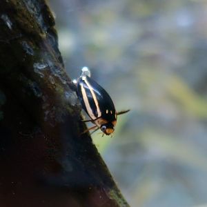 Striped Diving Beetle (Hydaticus bowringii)