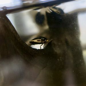 Hydaticus vittatus, a diving beetle