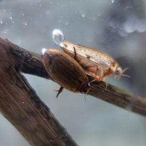 Cosmopolitan Diving Beetle (Rhantus suturalis)