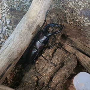 Prosopocoilus dissimilis dissimilis, a stag beetle