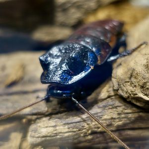 Wide-Horned Hissing Cockroach (Gromphadorhina oblongonota)