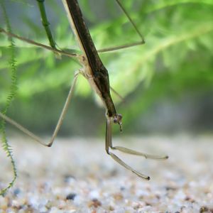 Chinese Water Stick Insect (Ranatra chinensis)