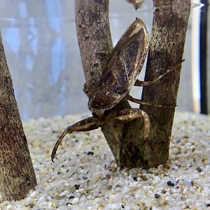 Japanese Giant Water Bug (Lethocerus deyrollei)