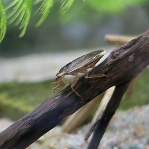 Appasus japonicus, a giant water bug