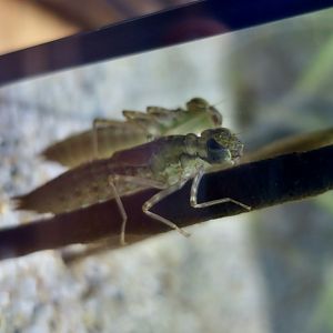 Blue-Spotted Emperor Dragonfly (Anax nigrofasciatus) larva