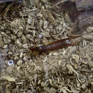 Japanese Shore Earwig (Labidura riparia japonica)