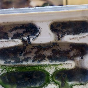 Dark-Footed Carpenter Ant (Camponotus obscuripes)