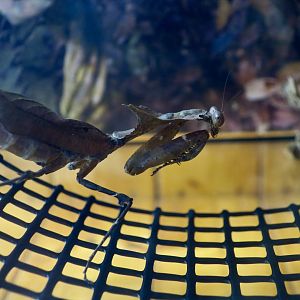 Giant Dead Leaf Mantis (Deroplatys desiccata)