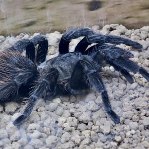 Mexican Pink Tarantula (Brachypelma klaasi)