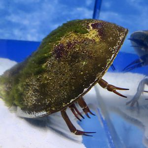 Atlantic Horseshoe Crab (Limulus polyphemus)