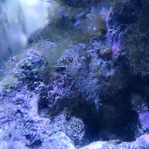 Marbled Shrimp (Saron marmoratus)