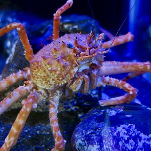 Japanese Deepwater Carrier Crab (Paromola japonica)