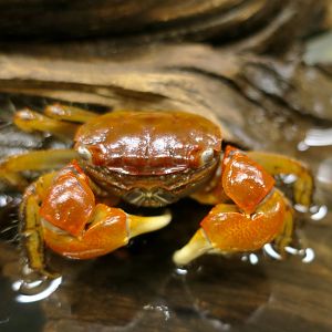 Red Flower Crab (Orisarma intermedium)