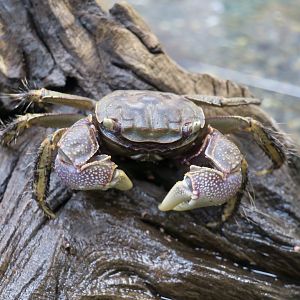 Black Mudflat Crab (Orisarma dehaani)