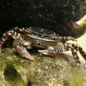 Asian Shore Crab (Hemigrapsus sanguineus)