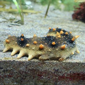 Japanese Spiky Sea Cucumber (Apostichopus japonicus)