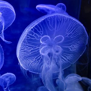 Asian Moon Jelly (Aurelia coerulea)