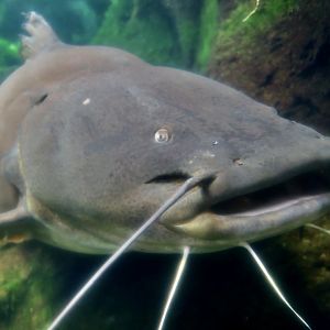 Jau or Gilded Catfish (Zungaro zungaro)