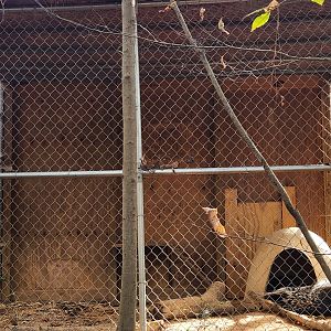 Tigers For Tomorrow - Cape Porcupine enclosure