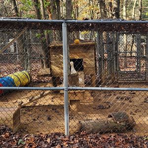 Tigers For Tomorrow - Bobcat exhibit