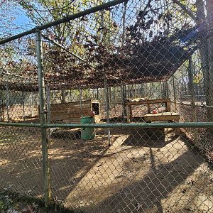 Tigers For Tomorrow - Tiger exhibit