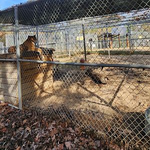 Tigers For Tomorrow - Another tiger enclosure
