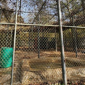 Tigers For Tomorrow - Grizzly Bear exhibit