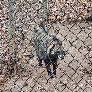 Tigers For Tomorrow - African Civet