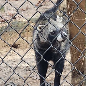 Tigers For Tomorrow - African Civet closeup