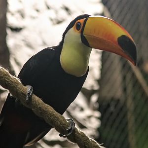Toucan