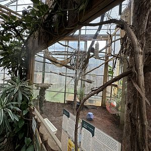 Tropics building - Linnaeus’s two-toed sloth/Red-footed tortoise exhibit