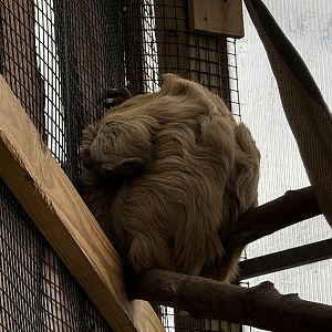 Tropics building - Linnaeus’s two-toed sloth