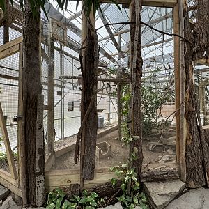 Tropics building - Geoffroy’s marmoset exhibit