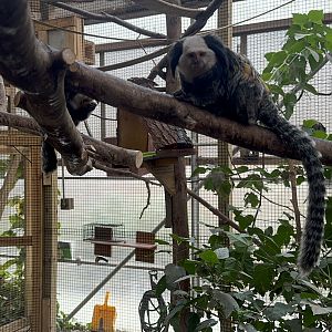 Tropics building - Geoffroy’s marmosets