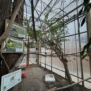 Tropics building - Green aracari/Yellow-footed tortoise exhibit