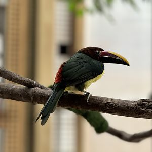 Tropics building - Green aracari