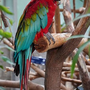 "Max" Green Winged Macaw